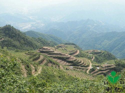 茶園風光13