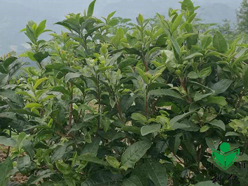 茶園風光4
