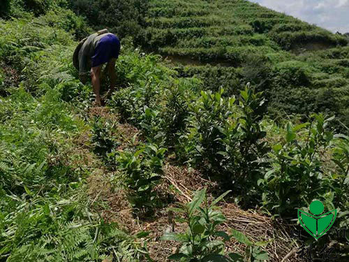 茶園風光5