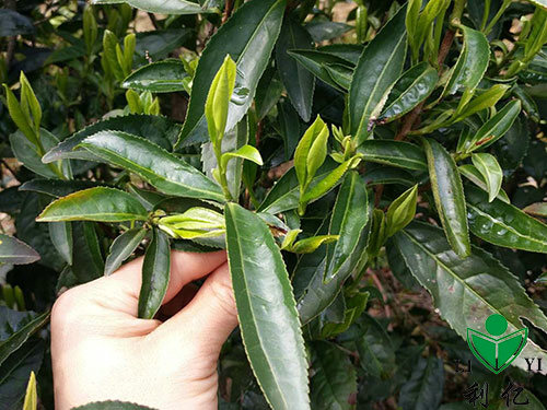 茶園風光8