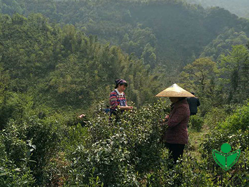 茶園風光11